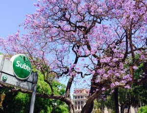 Blossoms in Buenos Aires