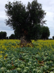 An ancient olive tree amidst a grove of fennel.